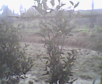 IMG0147A.jpg