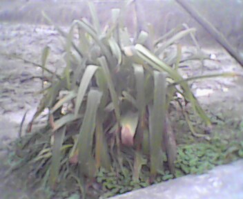 IMG0148A.jpg