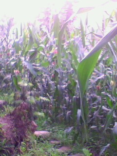 IMG0189A.jpg