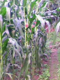 IMG0191A.jpg