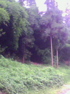 IMG0198A.jpg